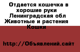 Отдается кошечка в хорошие руки - Ленинградская обл. Животные и растения » Кошки   